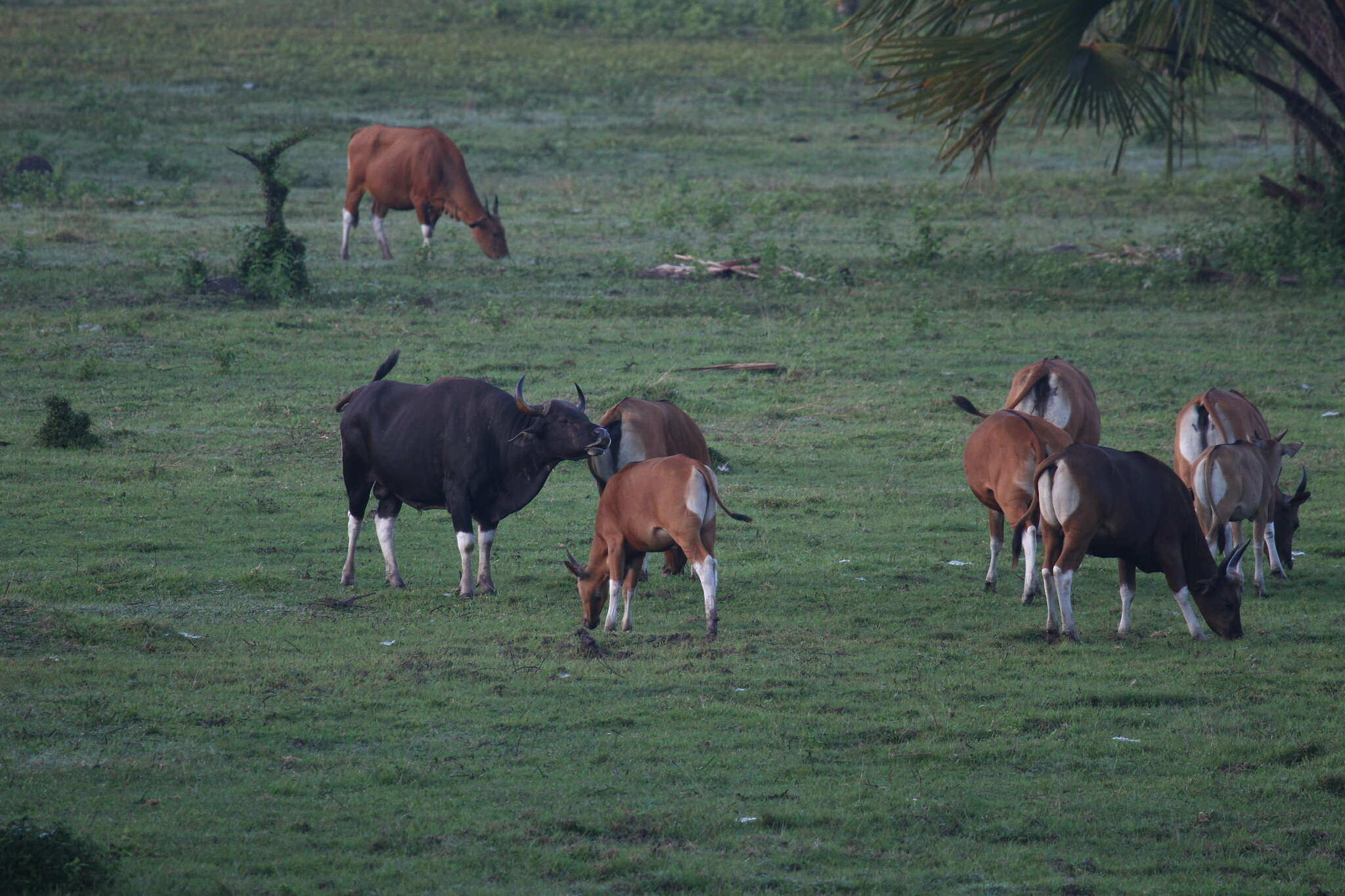 Image of Banteng