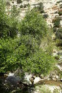 Image of Friar's balsam