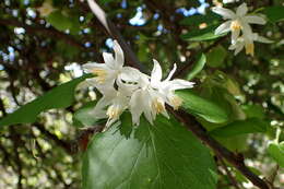 Image of Friar's balsam