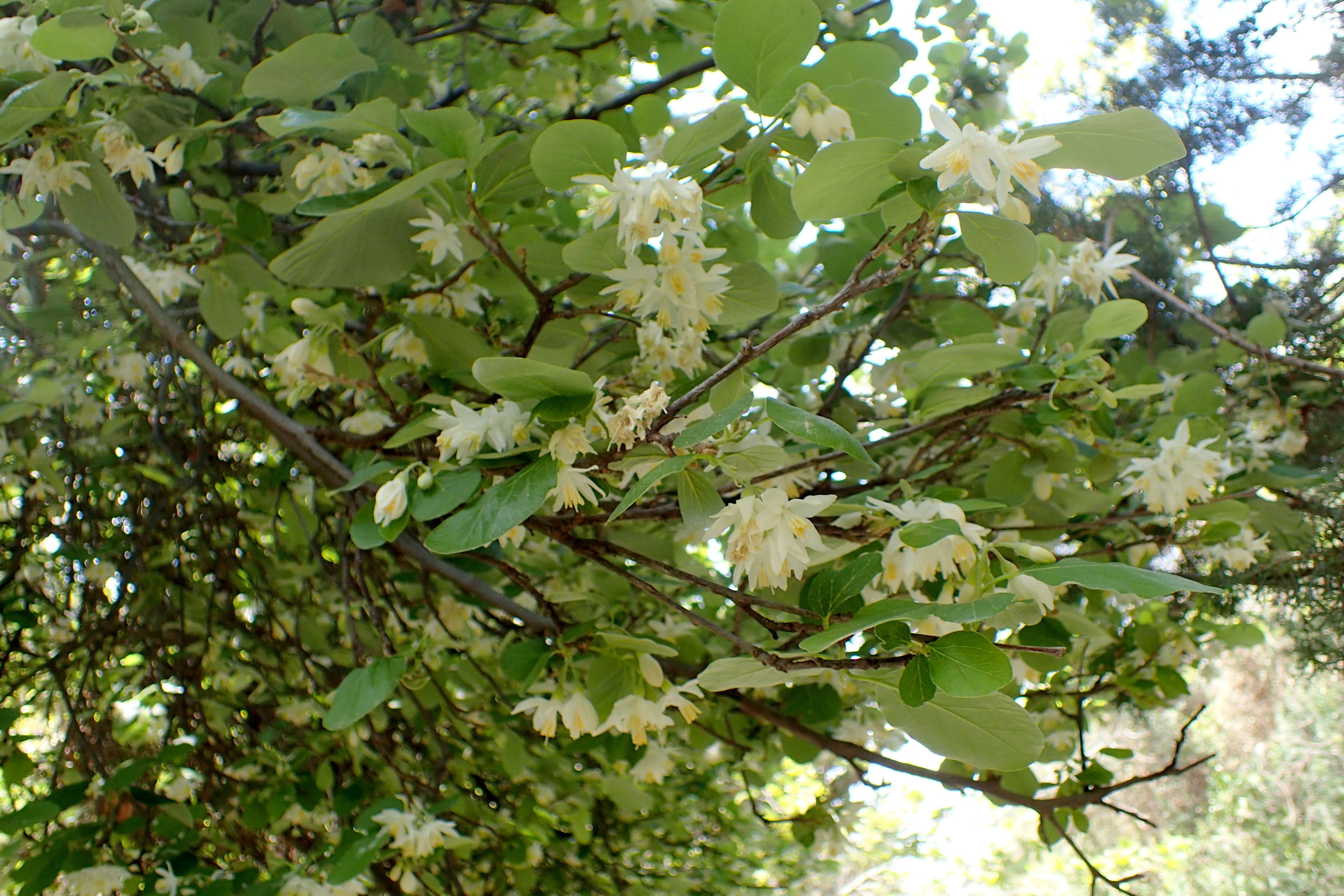 Image of Friar's balsam