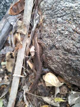 Image of Cape Arboreal Spiny Lizard