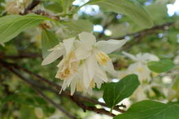 Image of Friar's balsam