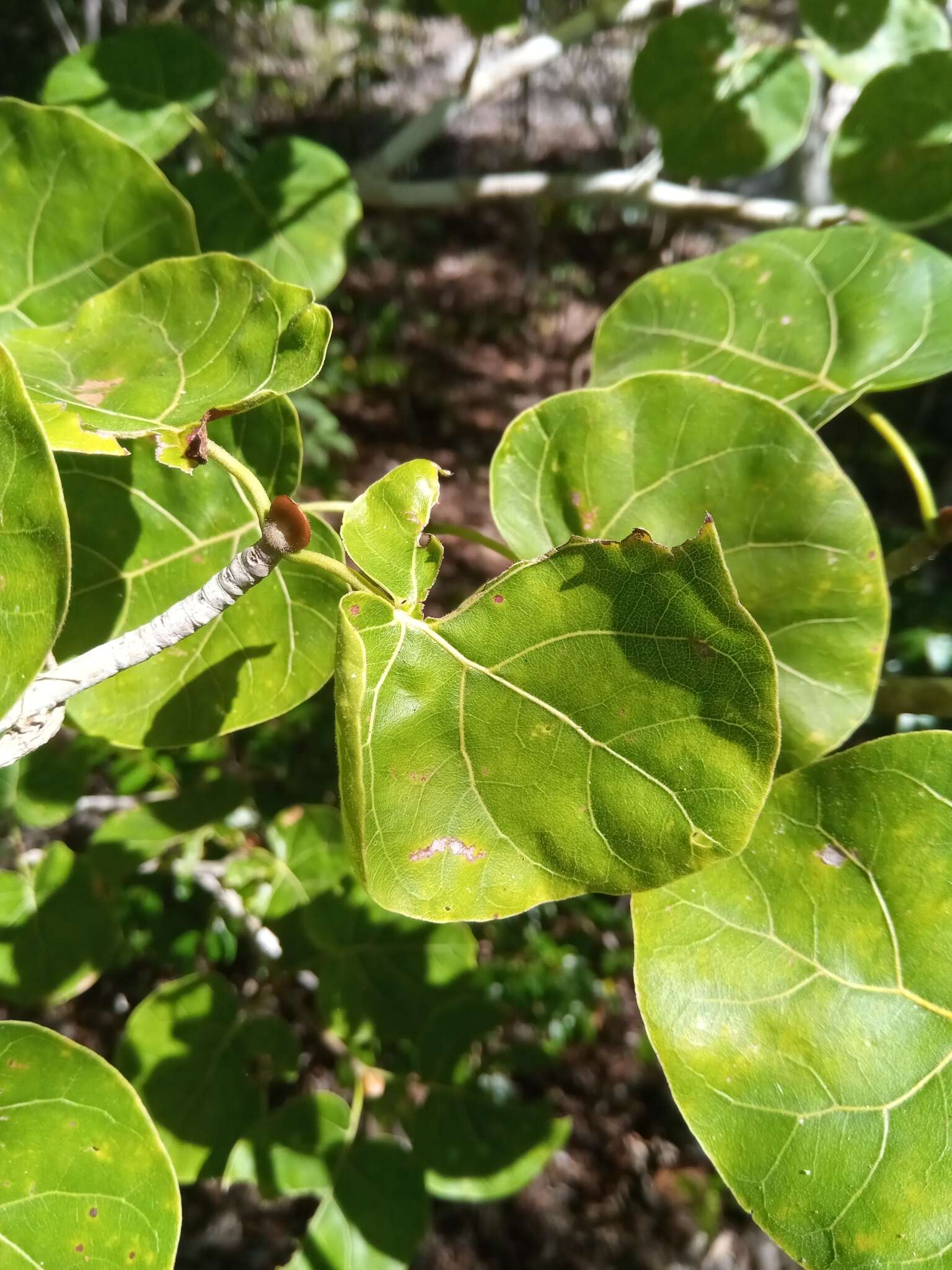 Imagem de Schizenterospermum majungense Homolle ex Arènes