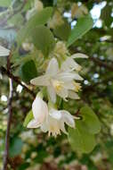 Image of Friar's balsam