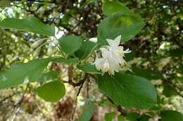 Image of Friar's balsam