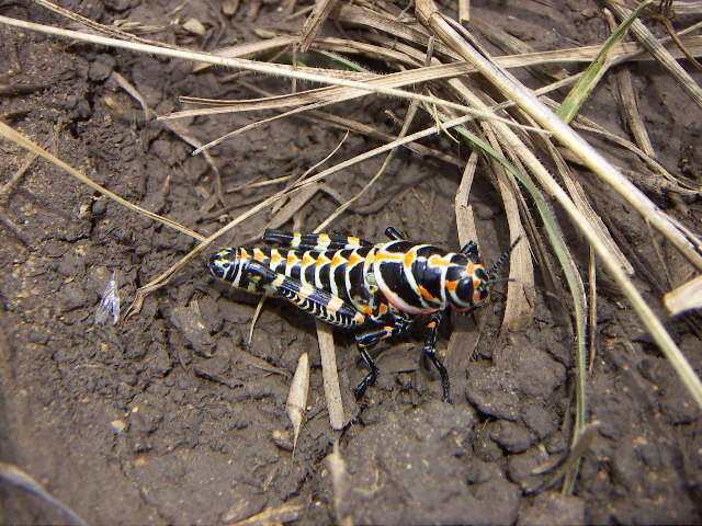 Dactylotum bicolor pictum (Thomas & C. 1870) resmi