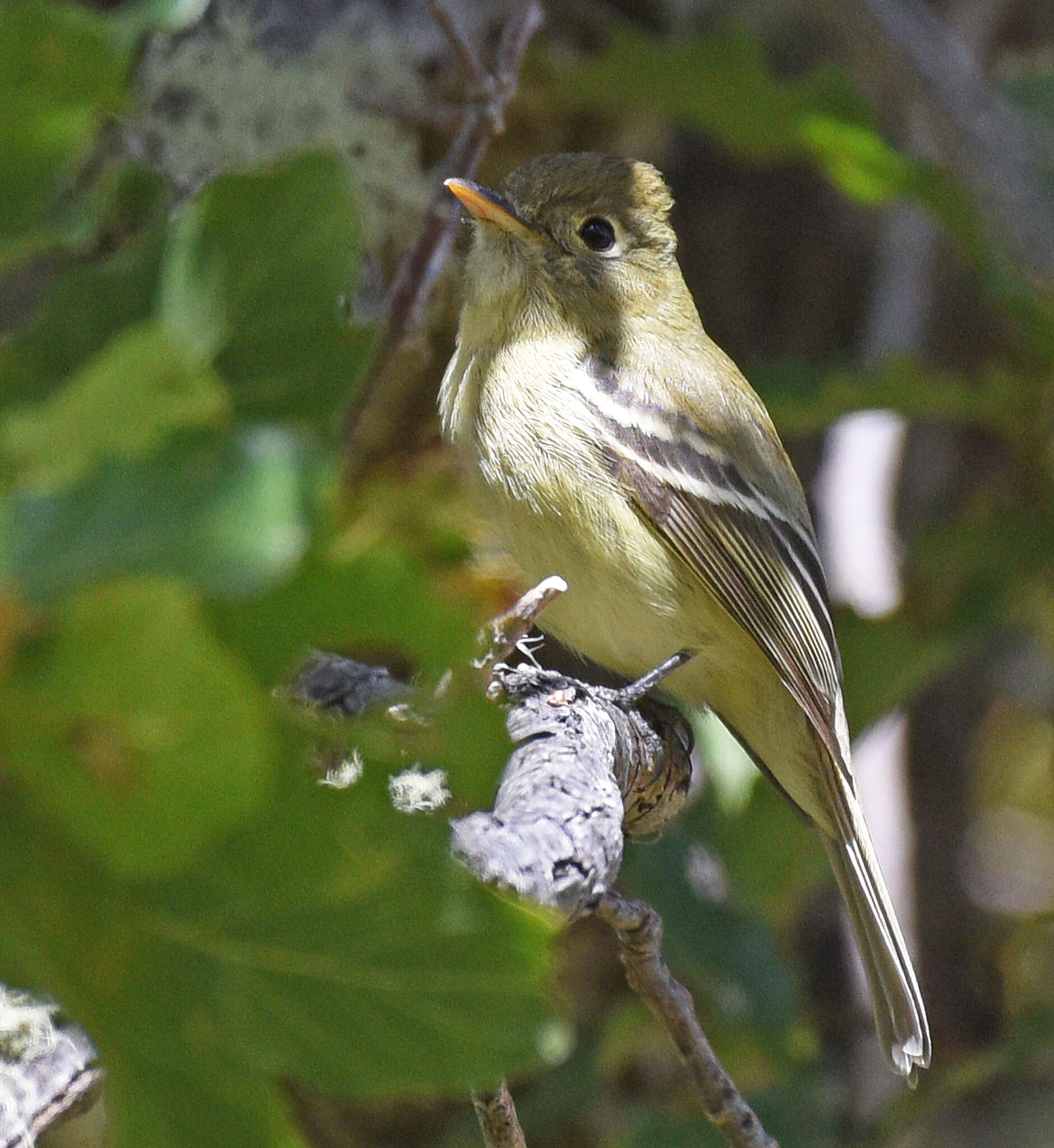 Empidonax difficilis cineritius Brewster 1888的圖片