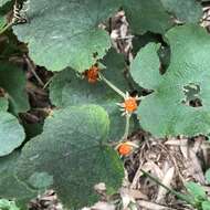 Image de Rubus buergeri Miq.