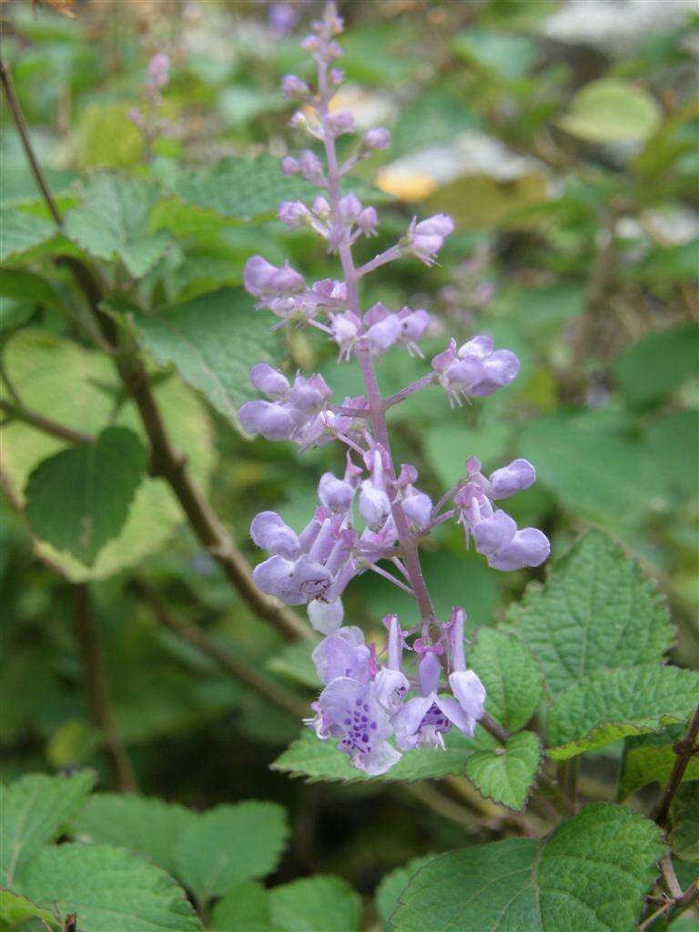 Image of Forest spur-flower