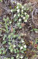 Image of Pimelea oreophila subsp. lepta C. J. Burrows