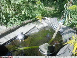 Image of Columba palumbus palumbus Linnaeus 1758