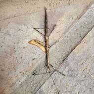 Image of Arizona Walkingstick