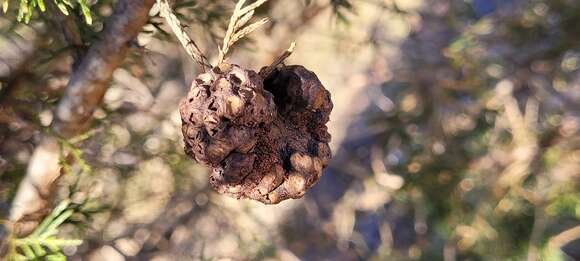 Imagem de Gymnosporangium juniperi