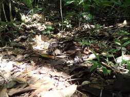 Image of Collared Nightjar