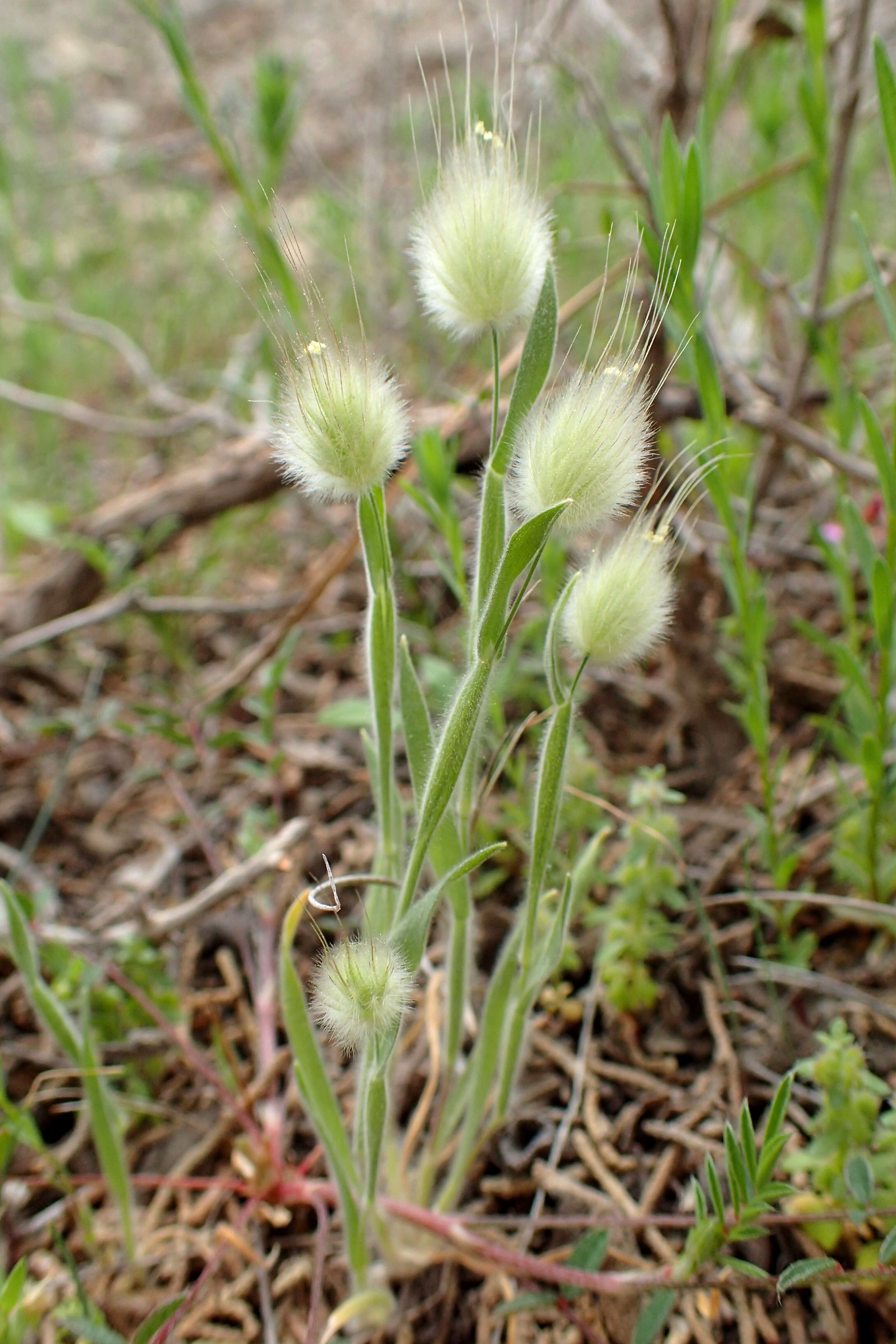 Image of harestail grass