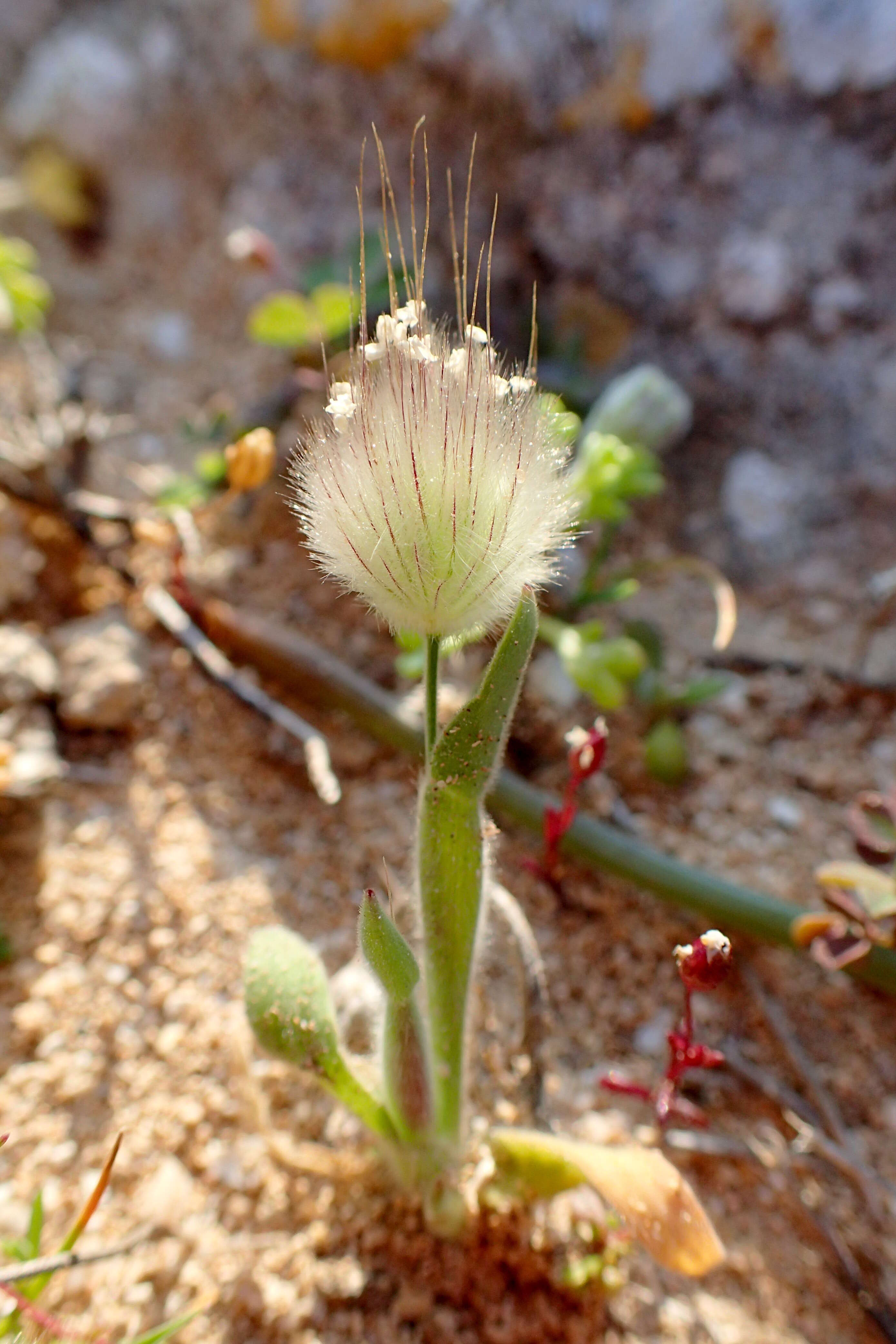 Image of harestail grass