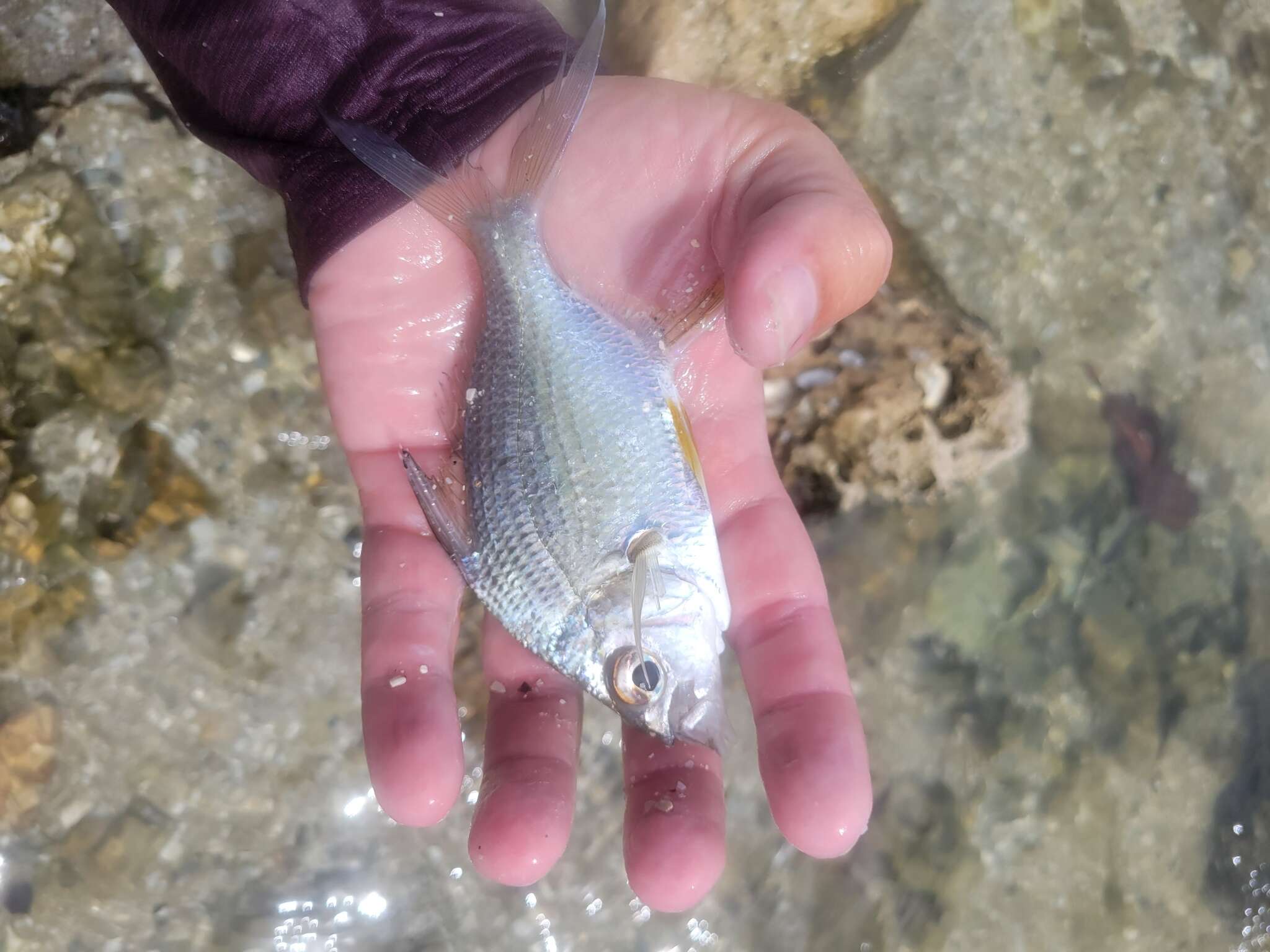 Image of Broad shad