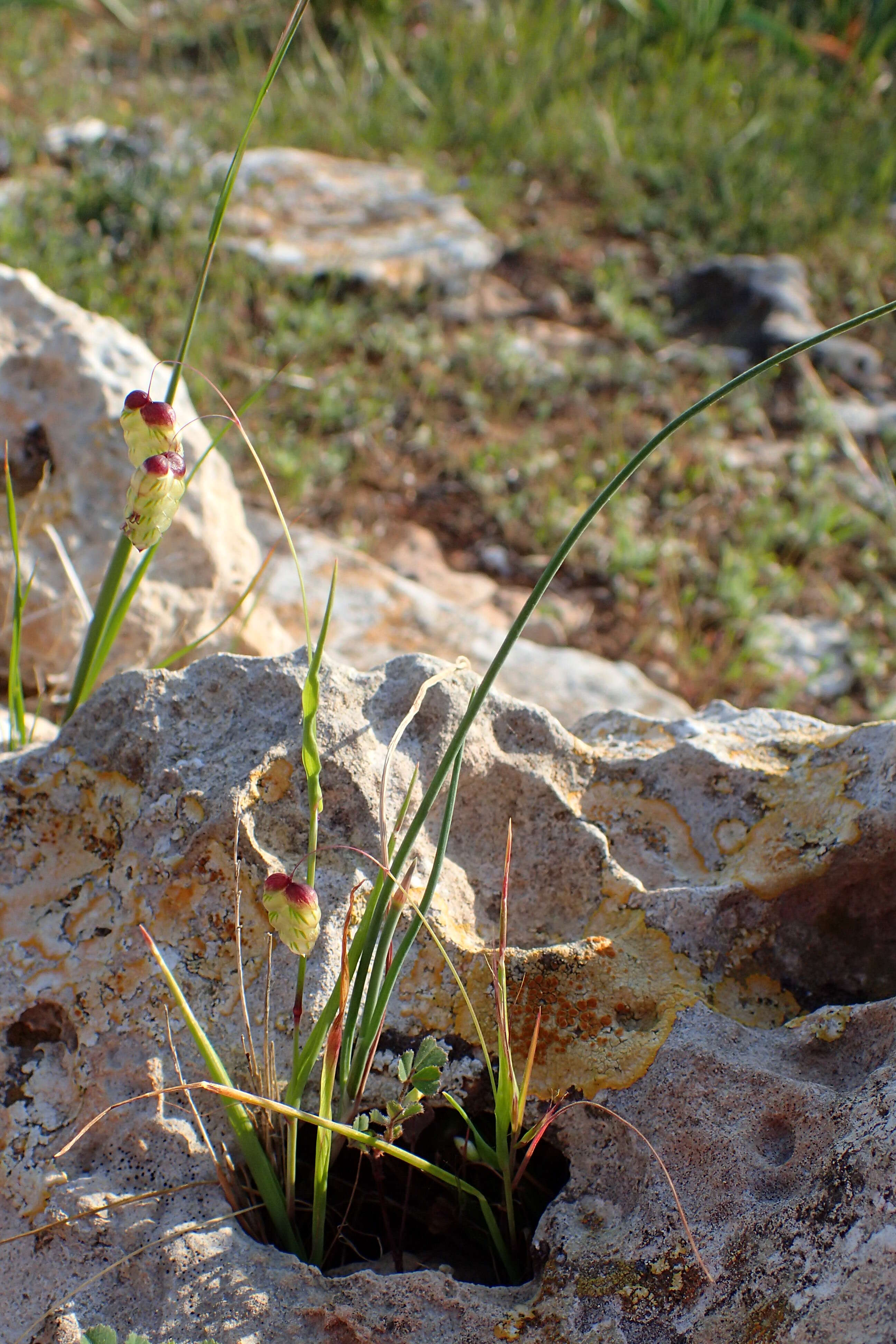 Image of big quakinggrass