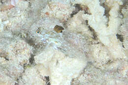 Fusigobius melacron (Randall 2001) resmi