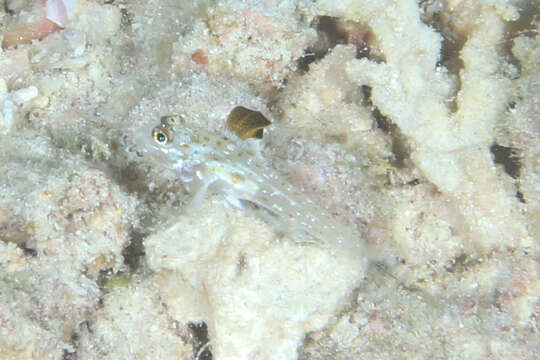 Image of Blacktip sandgoby