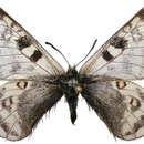 Parnassius simo Gray (1853) resmi