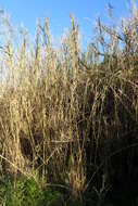 Image of giant reed