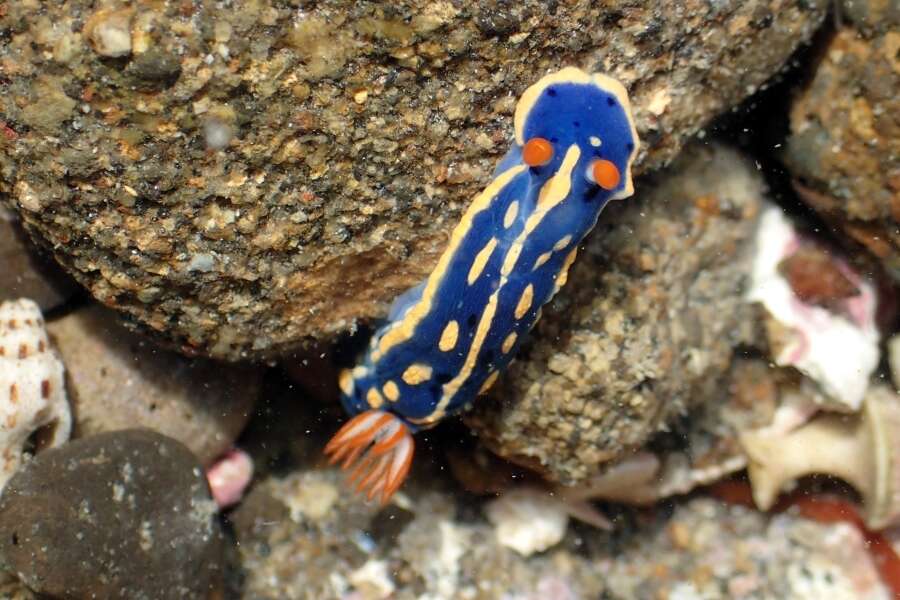 Image de Hypselodoris festiva (A. Adams 1861)