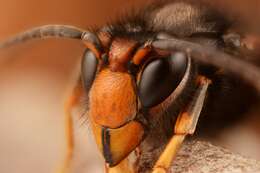 Image of Asian hornet