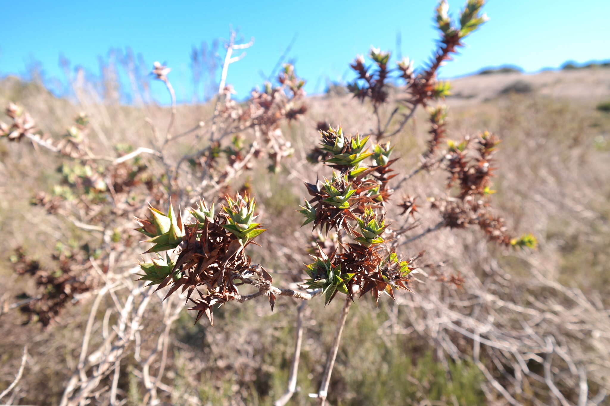 Image of Aspalathus cordata (L.) R. Dahlgren