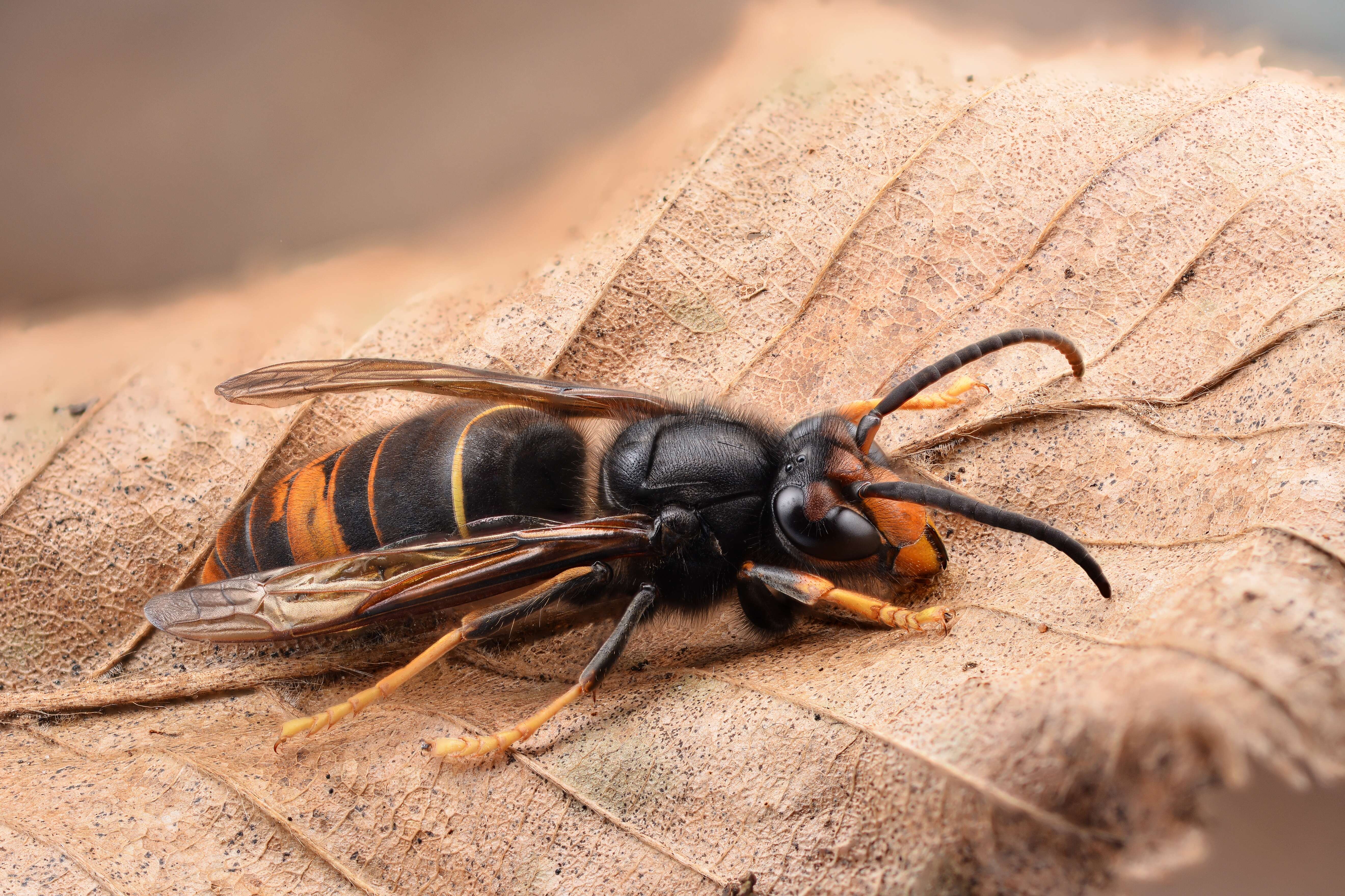 Image of Asian hornet