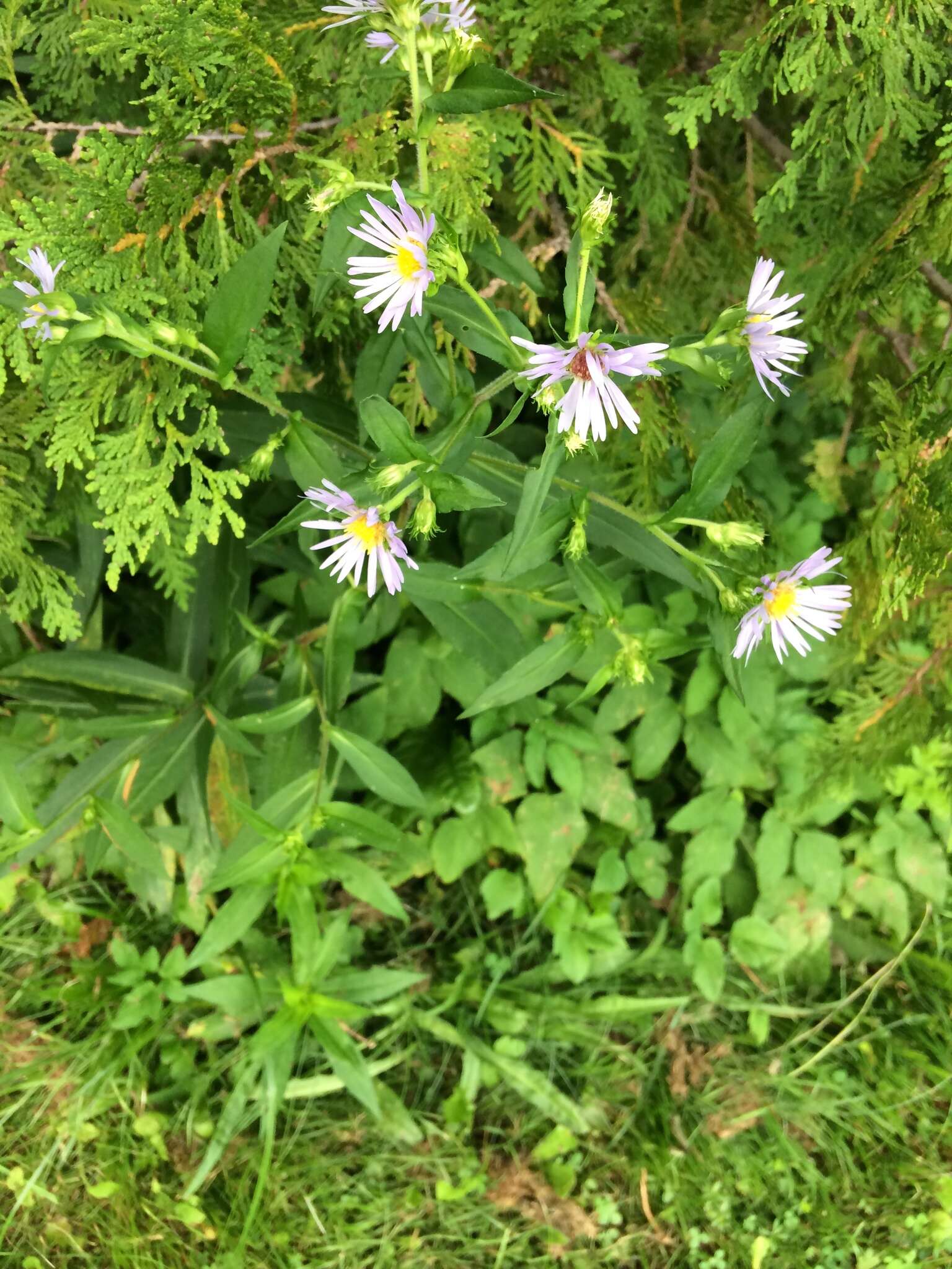 Image de Symphyotrichum puniceum (L.) A. Löve & D. Löve