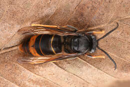 Image of Asian hornet