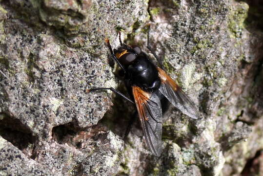 Image of Mesembrina meridiana (Linnaeus 1758)