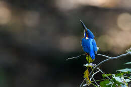 Image of Common Kingfisher