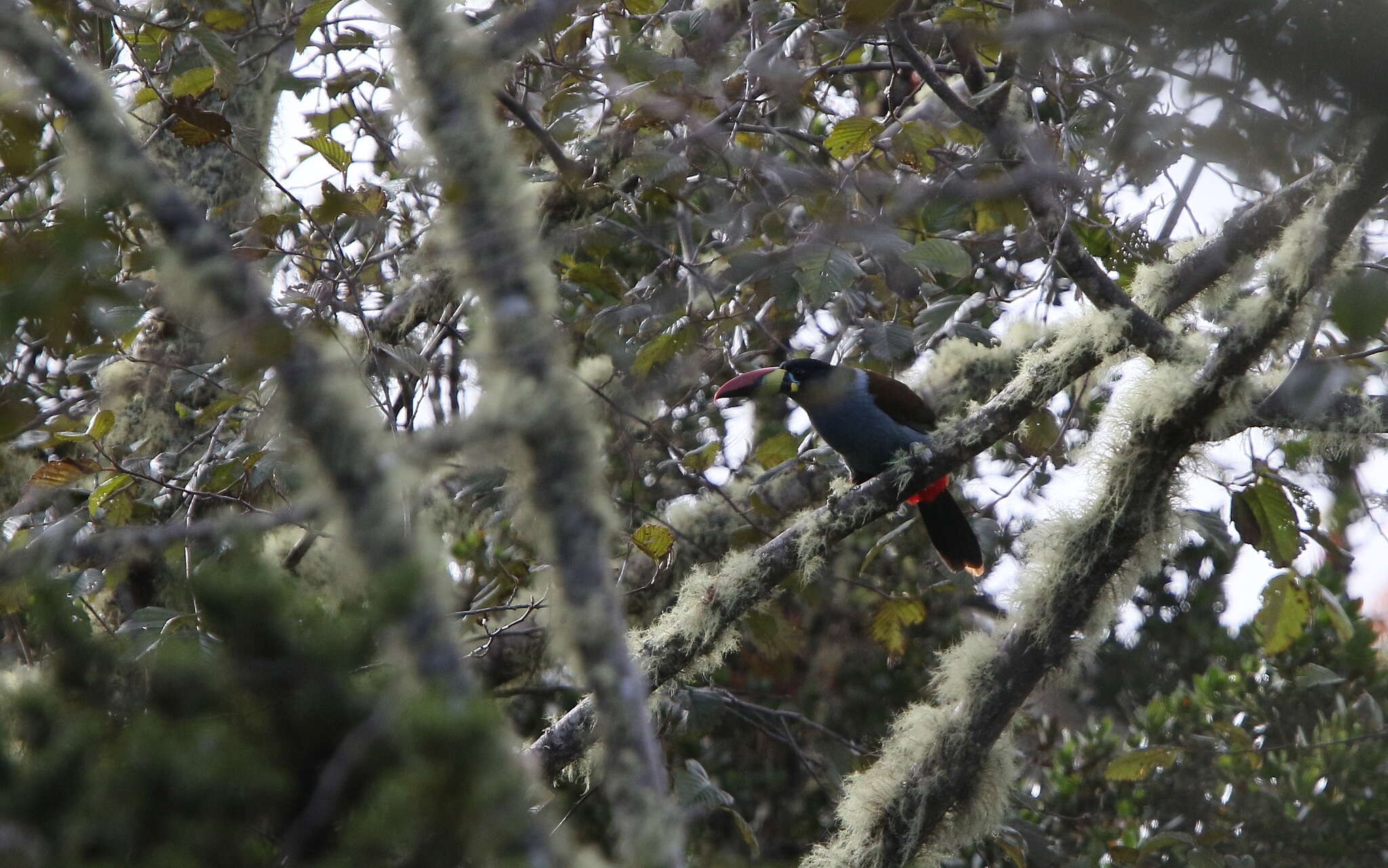 Image of Gray-breasted Mountain-toucan