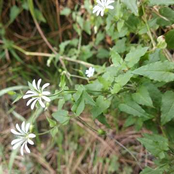 Imagem de Stellaria cuspidata Willd. ex Schltdl.