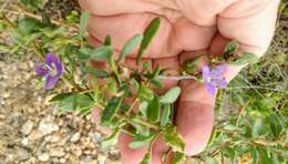 Image of Carolina desert-thorn