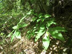 Image of pyramid magnolia