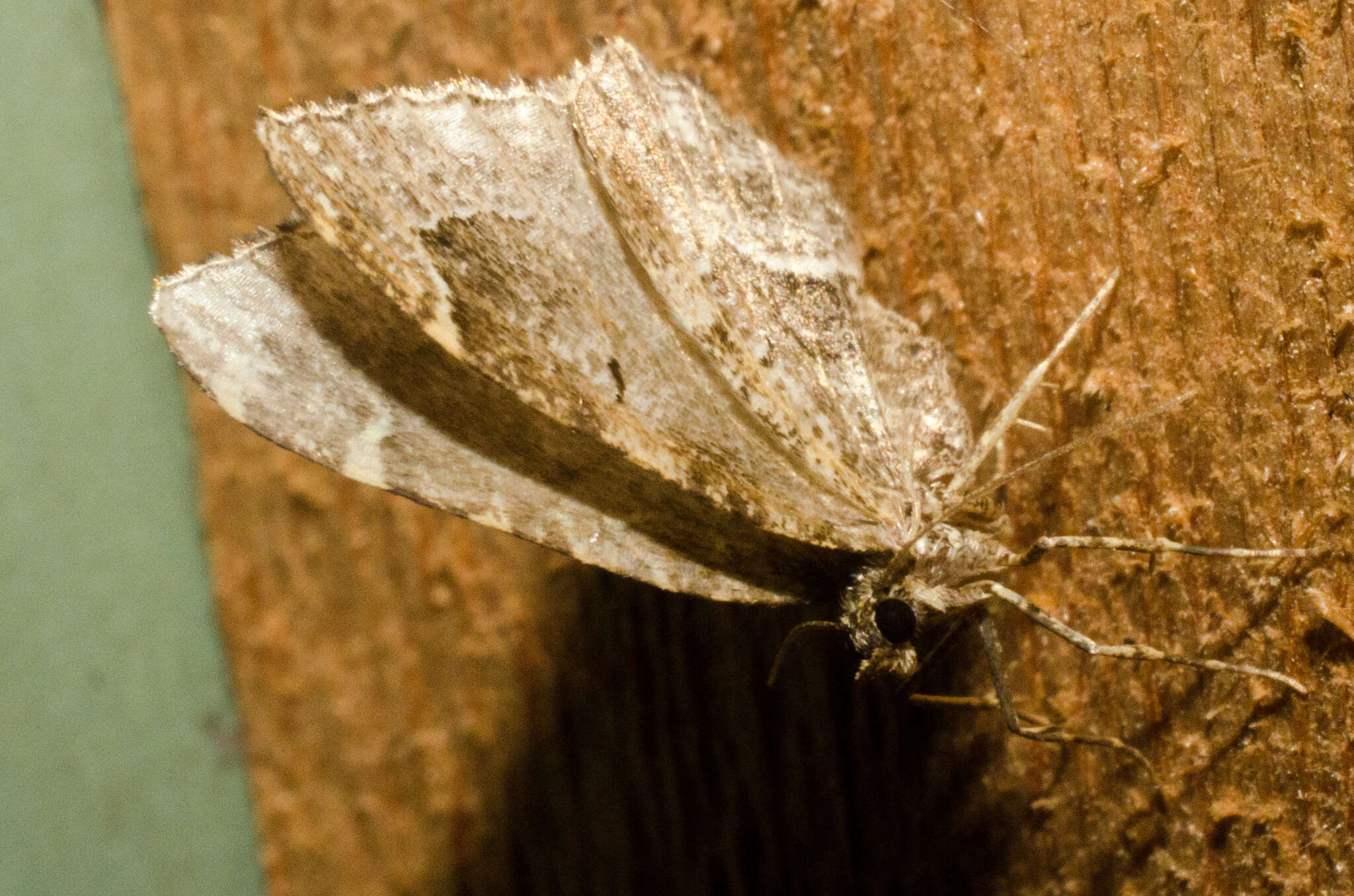 Image of Ceratodalia gueneata Packard 1876