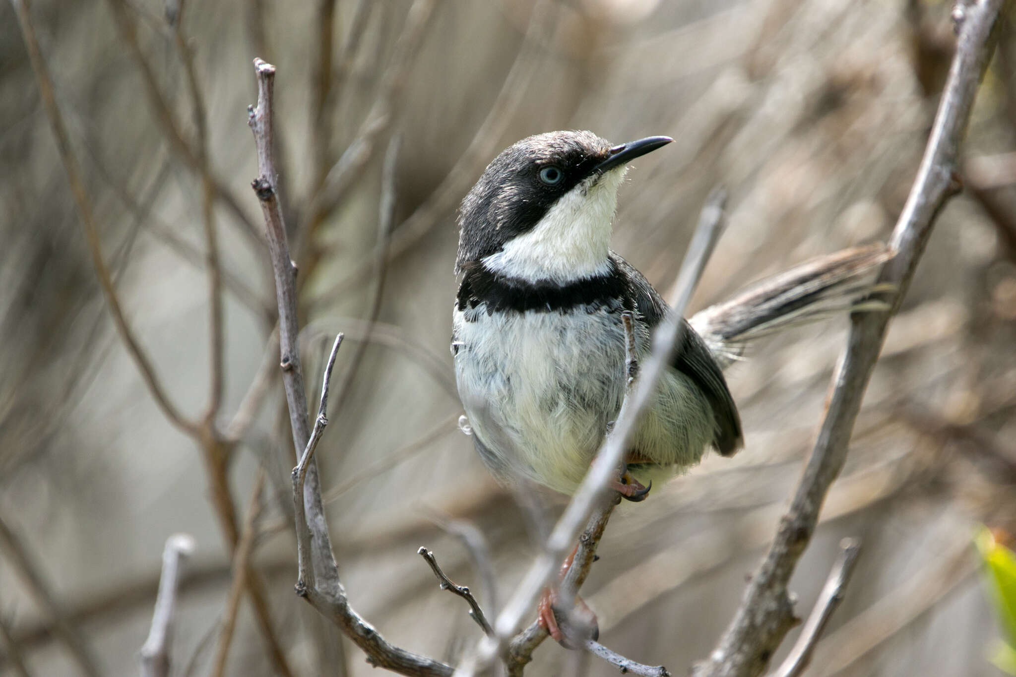 Image of Bar-throated Apalis