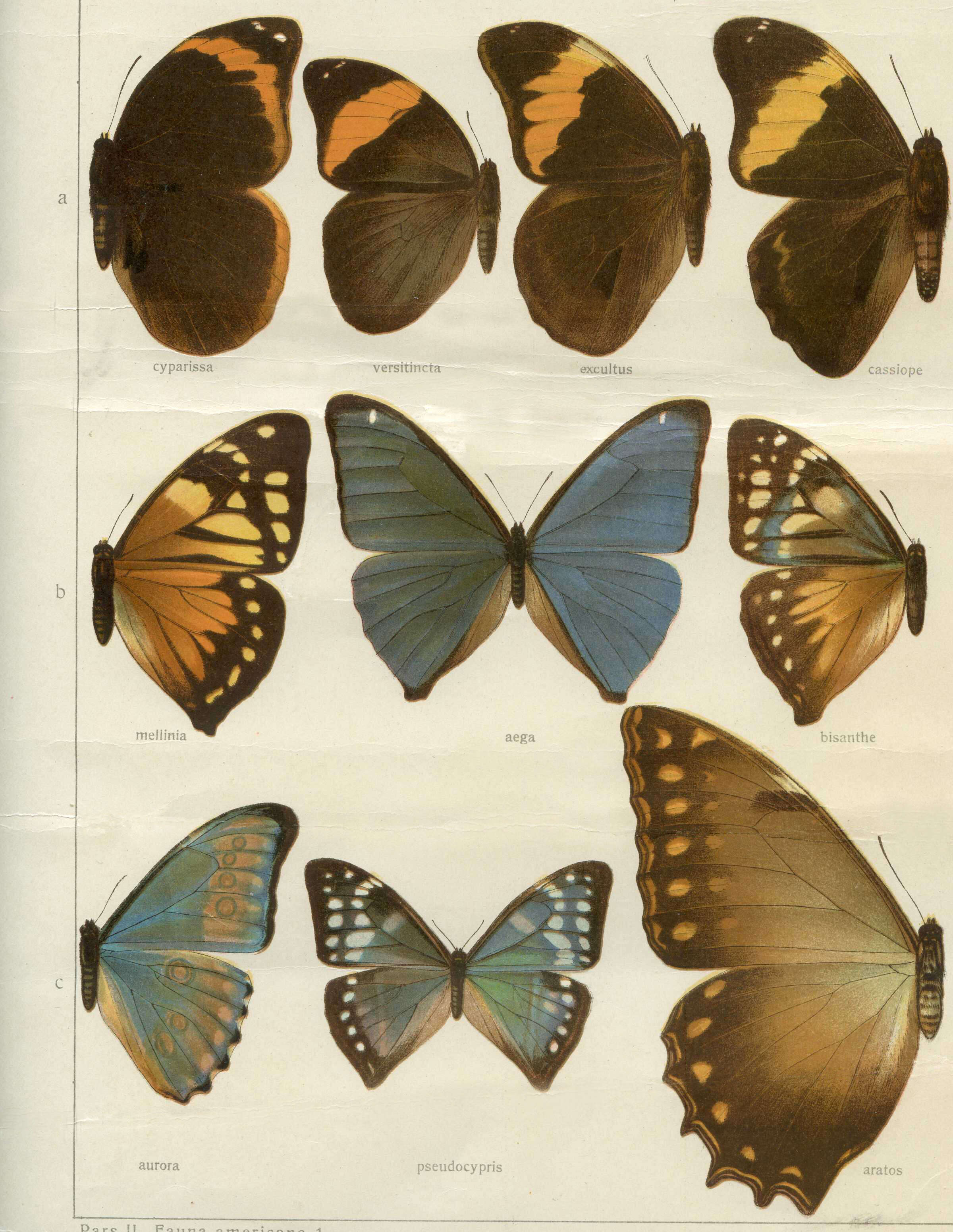 Image of Selenophanes cassiope Cramer 1776