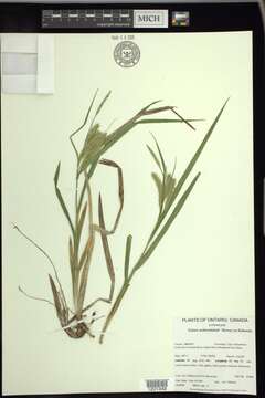 Image of Schweinitz's sedge