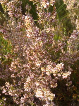 Image of Erica uberiflora E. G. H. Oliver