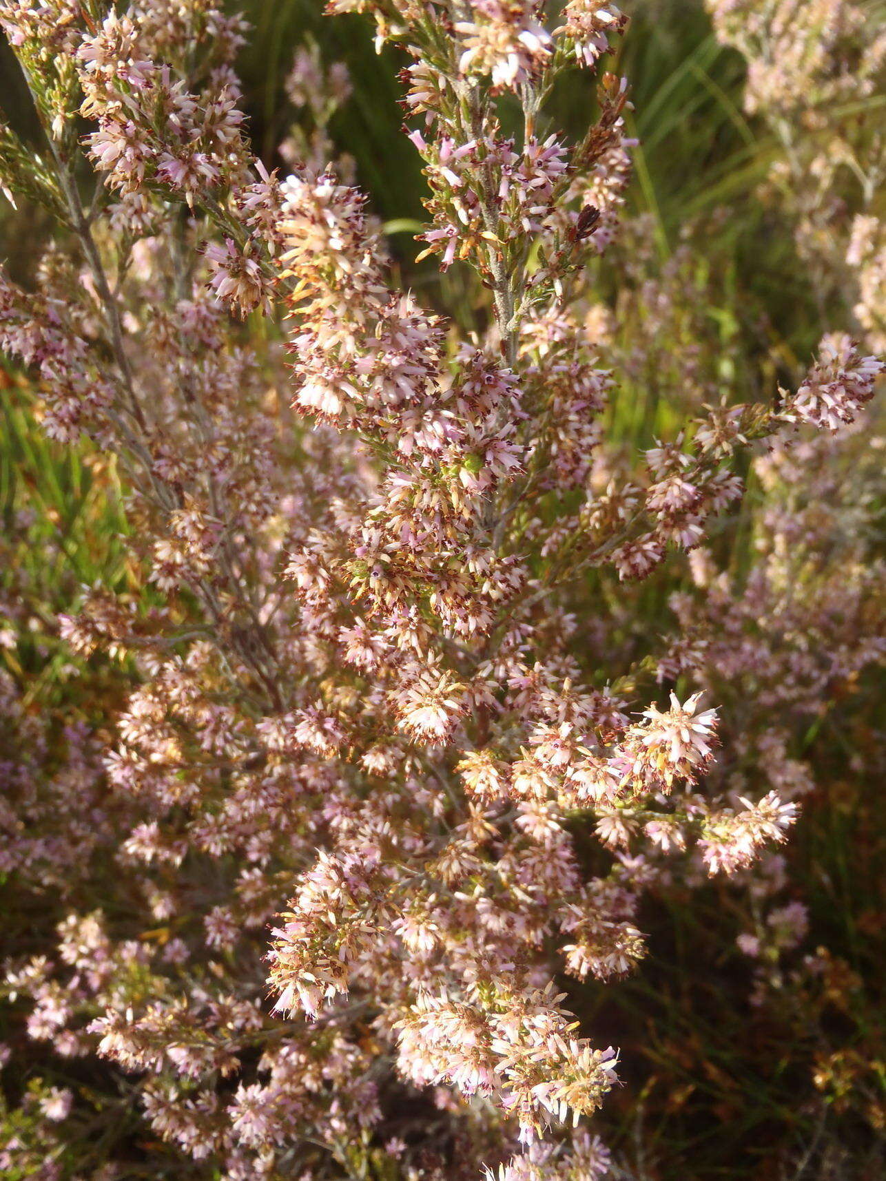 Image of Erica uberiflora E. G. H. Oliver