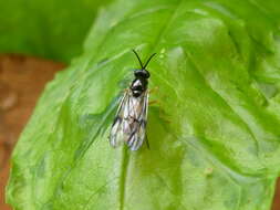 Image of Rachicerus nitidus (Johnson 1903)