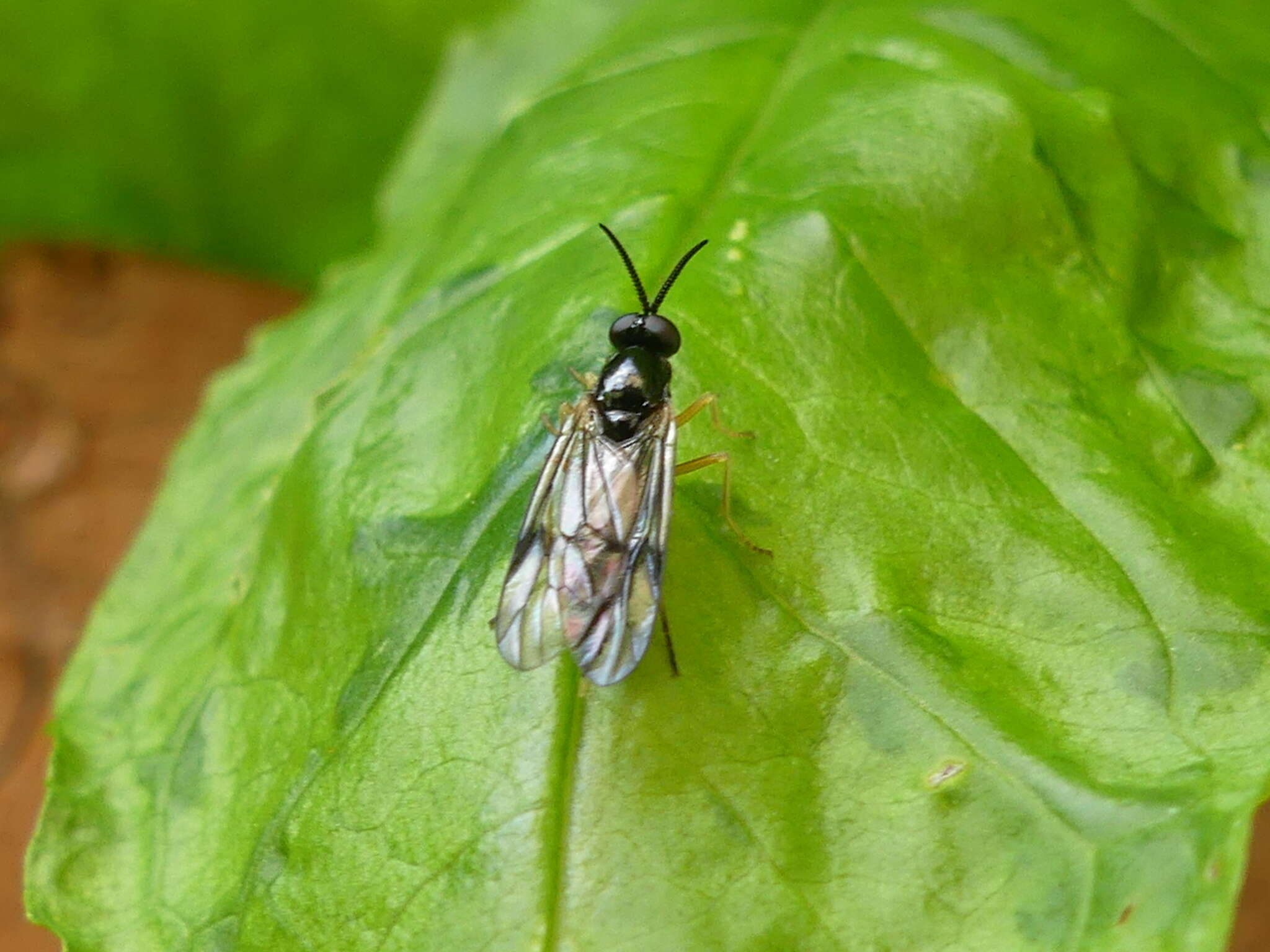 Imagem de Rachicerus nitidus (Johnson 1903)