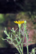 Image of <i>Heterotheca hirsutissima</i>