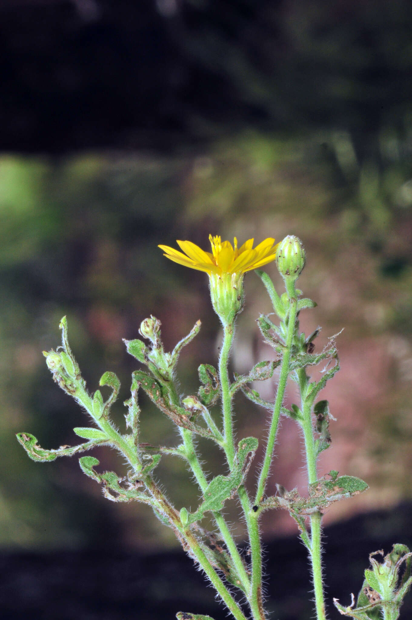 Image of <i>Heterotheca hirsutissima</i>