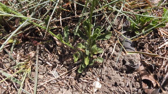 Sivun Cyanthillium cinereum var. parviflorum (Reinw. ex Bl.) Karthik. & Moorthy kuva