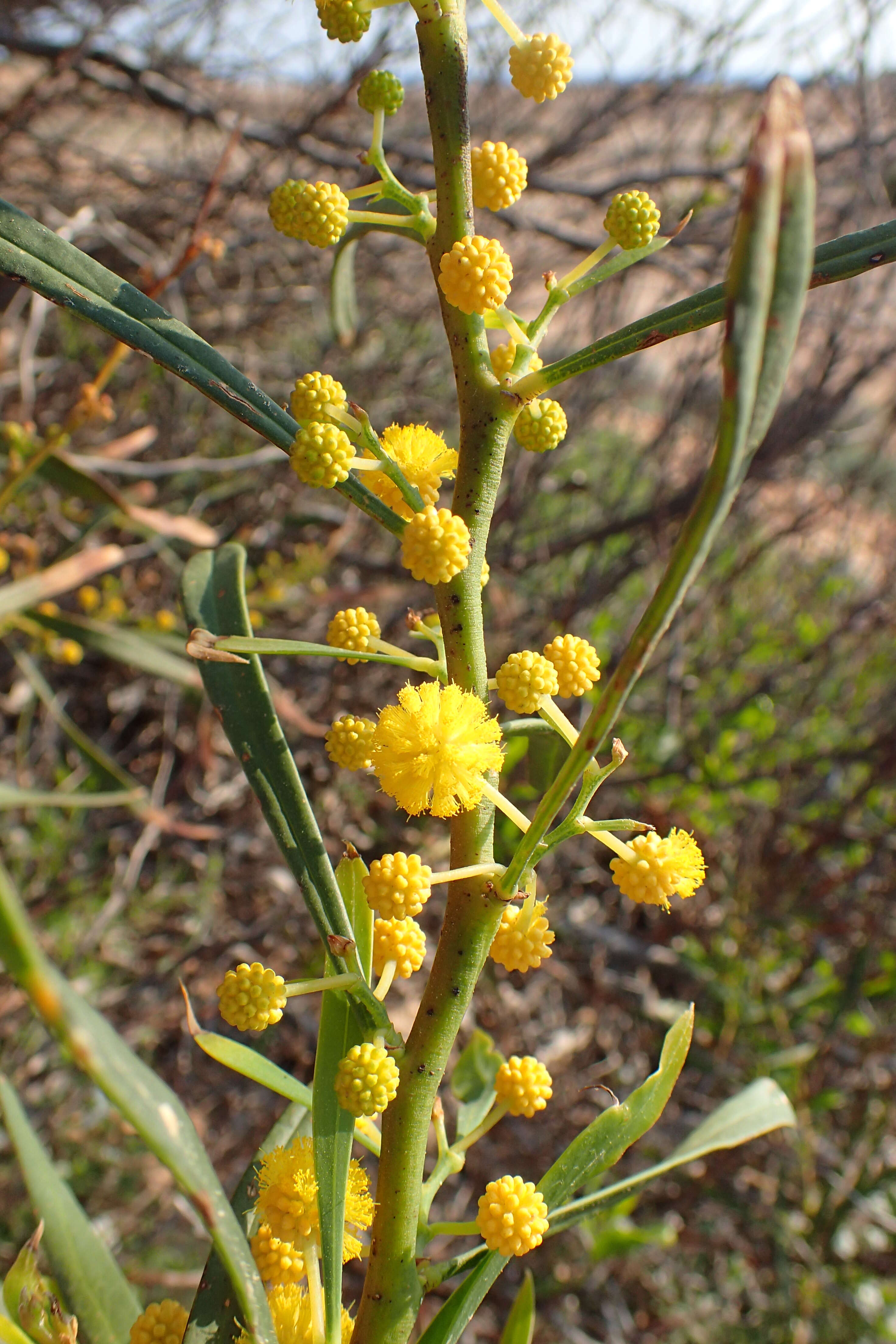 Image of orange wattle